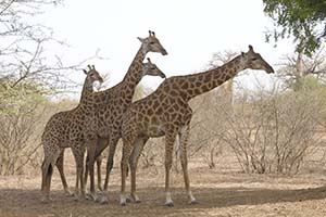 AUBERGE TREIZEGUY - Hotel Sénégal